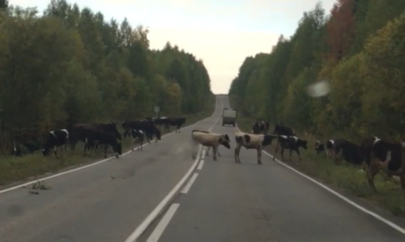 В Усть-Вымском районе вместо медведей на дорогу стали выходить коровы