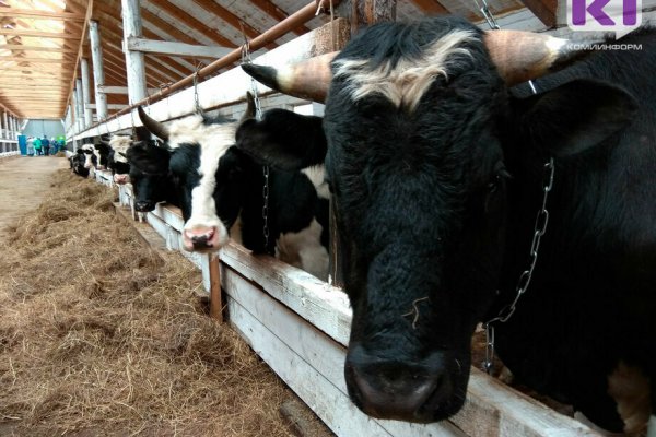 Минсельхоз Коми предлагает увеличить субсидии для фермеров при строительстве и реконструкции животноводческих помещений