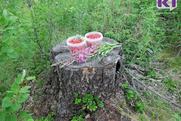 За неделю в Коми потерялись пятеро любителей грибов и ягод 