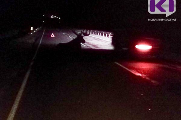 На трассе Ухта-Сыктывкар при столкновении с лосем погиб водитель 