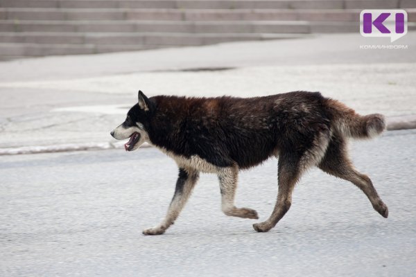 Минсельхоз Коми назвал города и районы с самым большим количеством бродячих собак 