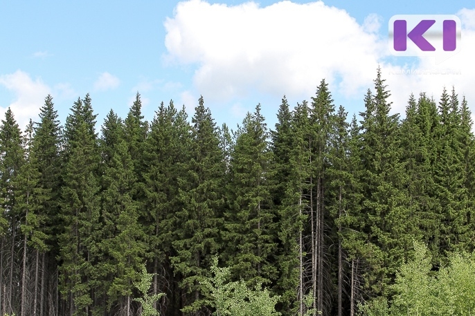 Поступления в бюджет России за использование лесов в Коми превысили 2,9 миллиарда рублей

