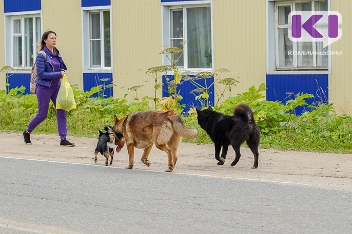 Владелица восьми собак из Усинска подала в суд на администрацию 