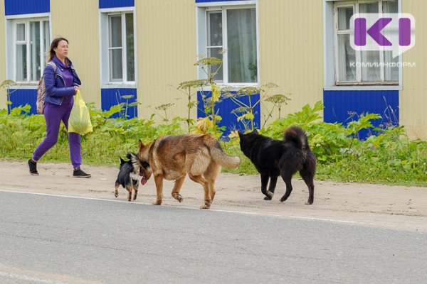 Владелица восьми собак из Усинска подала в суд на администрацию 
