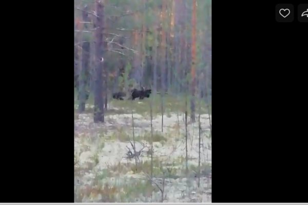 Житель Сыктывдина снял на видео многодетное семейство медведей 
