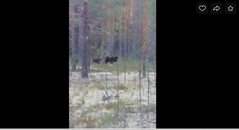 Житель Сыктывдина снял на видео многодетное семейство медведей 