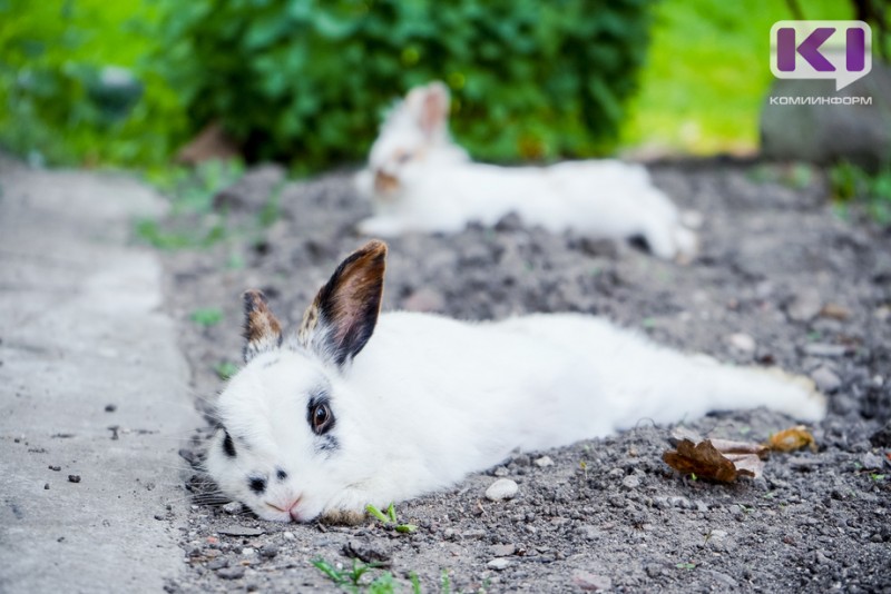 Кроликов и птицу разрешили разводить на садовых и огородных участках для собственных нужд 

