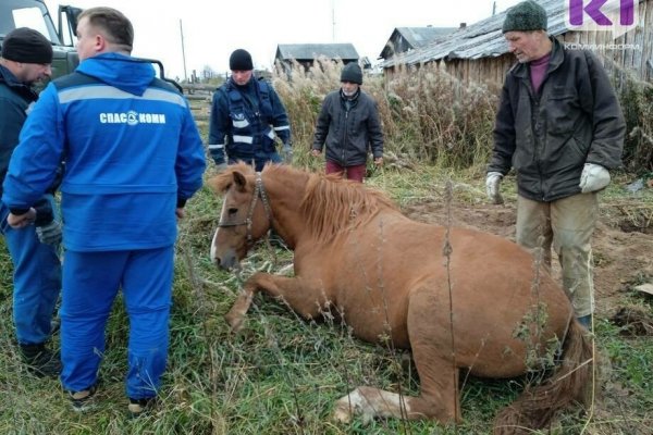 В Троицко-Печорском районе упавшего в яму коня 