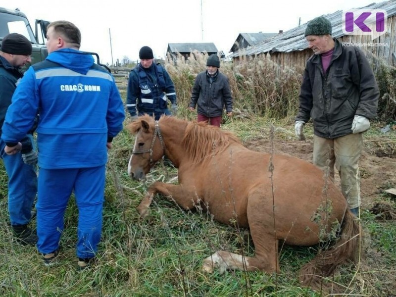 В Троицко-Печорском районе упавшего в яму коня "оживили" самогоном
