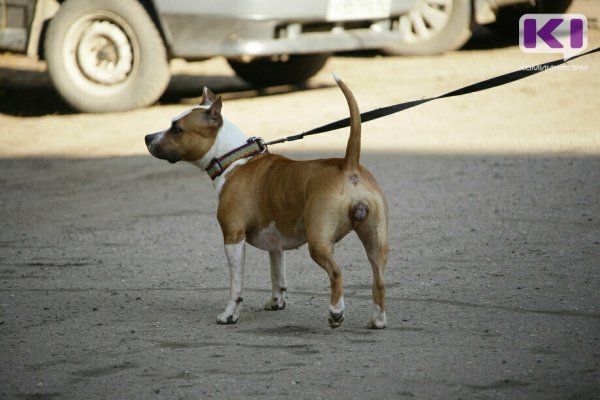 В сыктывкарской Орбите появится площадка для дрессировки и выгула собак