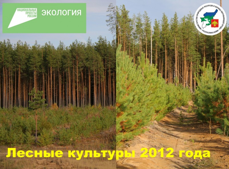 План по искусственному лесовосстановлению в Коми выполнен на 116%