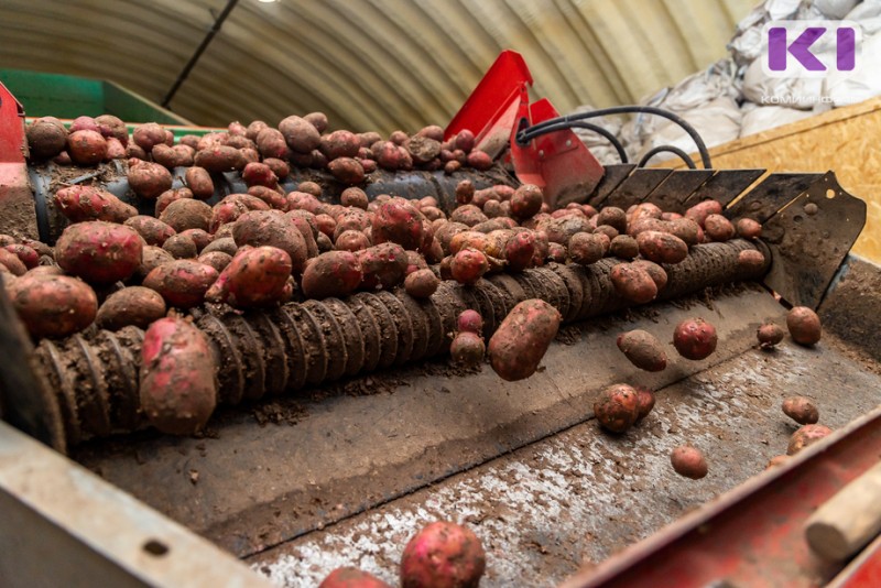 В Коми завершилась уборка картофеля