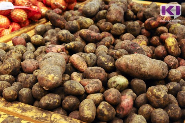 В Коми картофеля собрали в три раза больше, чем год назад 
