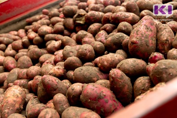 Необходимо выводить новые сорта культуры - эксперты о наращивании в Коми площадей под картофель