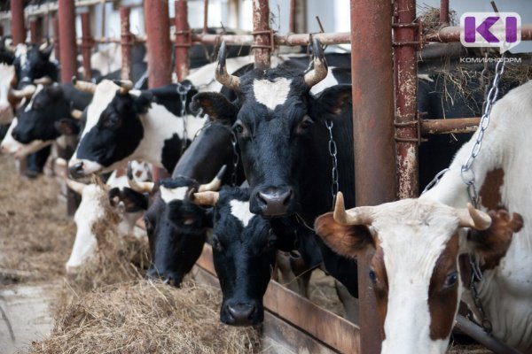 В Мадже будут развивать молочное и мясное производство