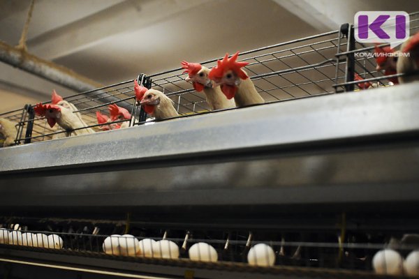 В Коми среднестатистическая курица-несушка дает 238 яиц