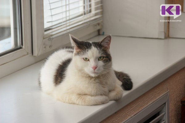 В Сосногорске спасатели вытащили кошку из вентиляции 