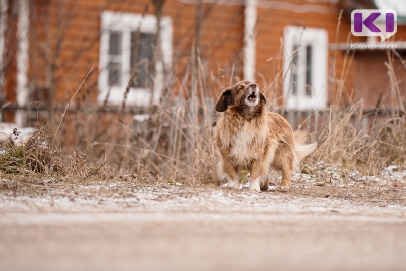 В Коми на создание приютов для бездомных собак в 2022 году выделен 41 млн рублей