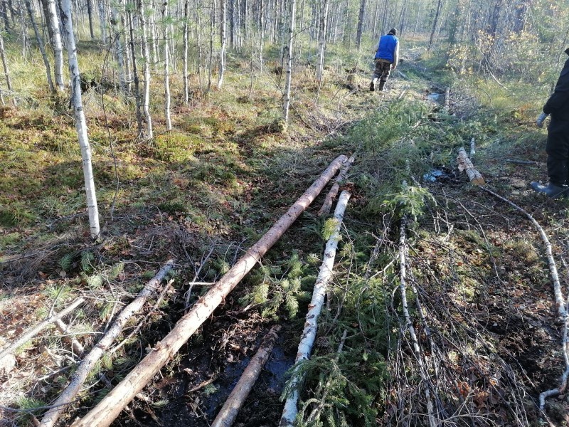 В Троицко-Печорском районе возбуждено уголовное дело по незаконной рубке лесных насаждений