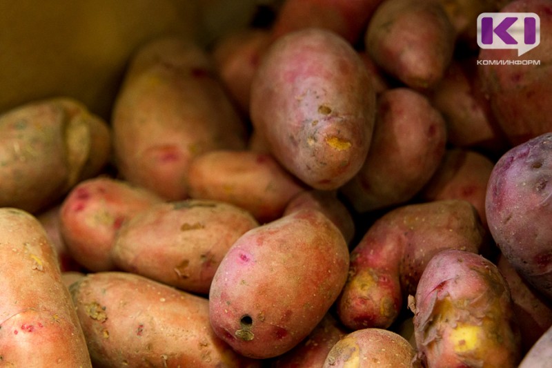Карантинный режим по картофельной нематоде в Коми отменен на площади 4 тыс.га