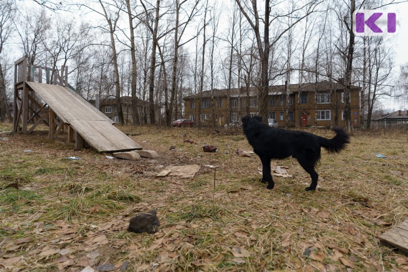 В поселке под Ухтой свора бездомных собак напала на ребенка
