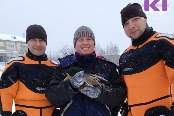 В Троицко-Печорске спасатели поймали погибающего селезня Сёму со сломанным крылом 