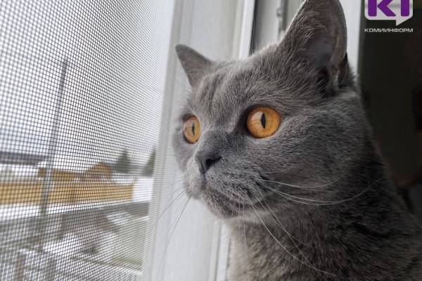 Сыктывкарский кот после стрижки отказался возвращаться домой и застрял на морозе 