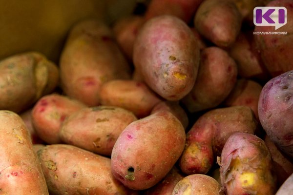 В картофеле предприятия из Коми не обнаружили пестицидов

