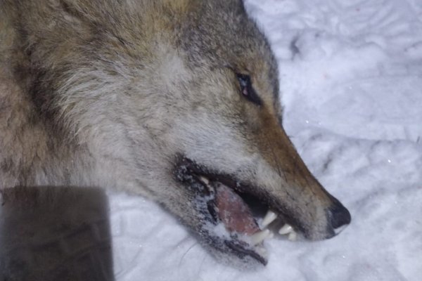 В окрестностях поселка Ярашъю Усть-Куломского района добыли волка