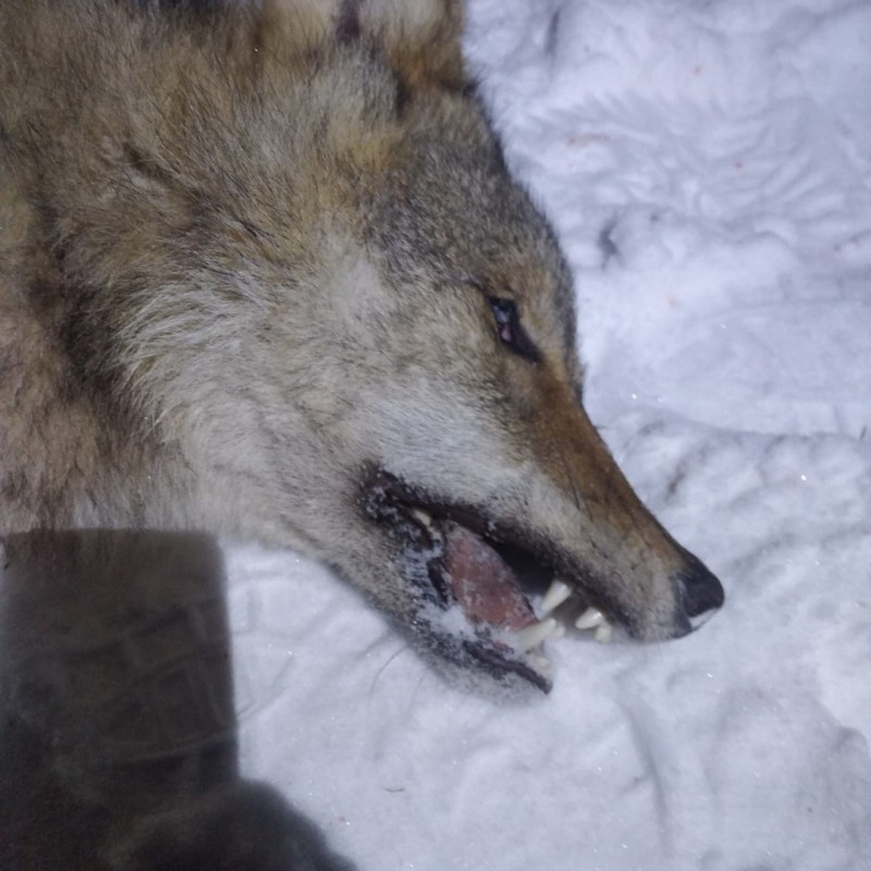 В окрестностях поселка Ярашъю Усть-Куломского района добыли волка