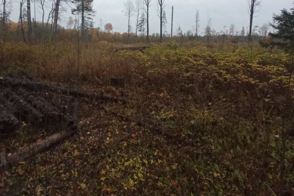 В Сысольском районе выявлен бизнесмен, причастный к незаконной рубке леса на 1,5 млн рублей
