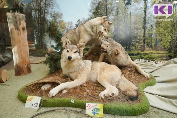 В Усть-Вымском районе добыли двух волков 