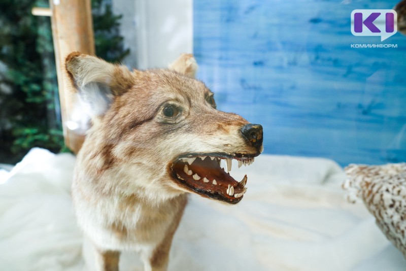 В Комсомольске-на-Печоре волчица попалась в петлю на заборе 