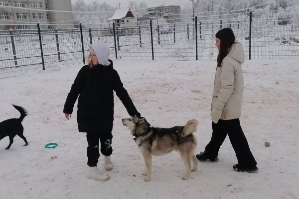 В Сыктывкаре открылась еще одна площадка для выгула собак