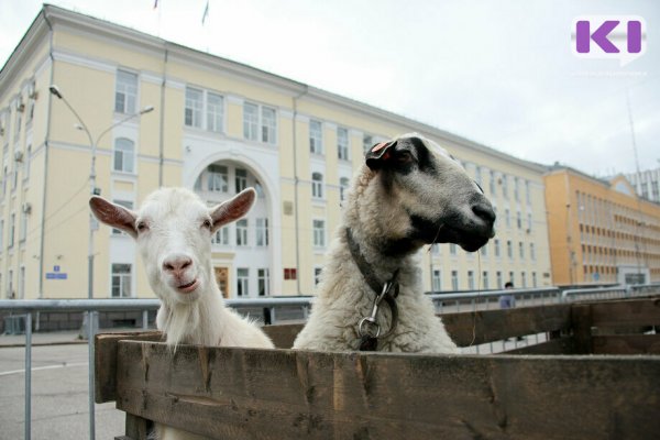 Минсельхоз Коми напоминает о новых правилах разведения коз и овец