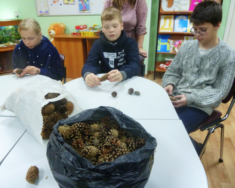 Школьные лесничества Коми подарят семенам и шишкам вторую жизнь в преддверии Нового года 