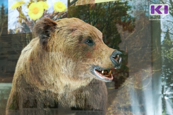 В Троицко-Печорске двухгодовалый медведь пугает людей