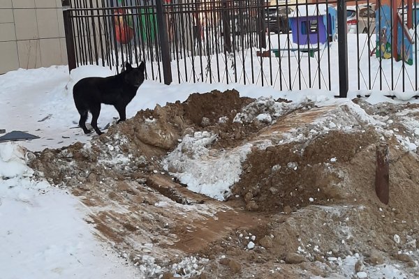 Жители Ухты спасают заживо закопанных собак
