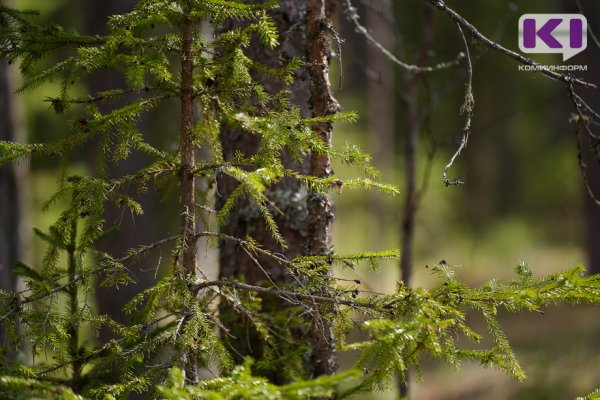 Центр защиты леса проанализировал причины гибели лесов в Коми