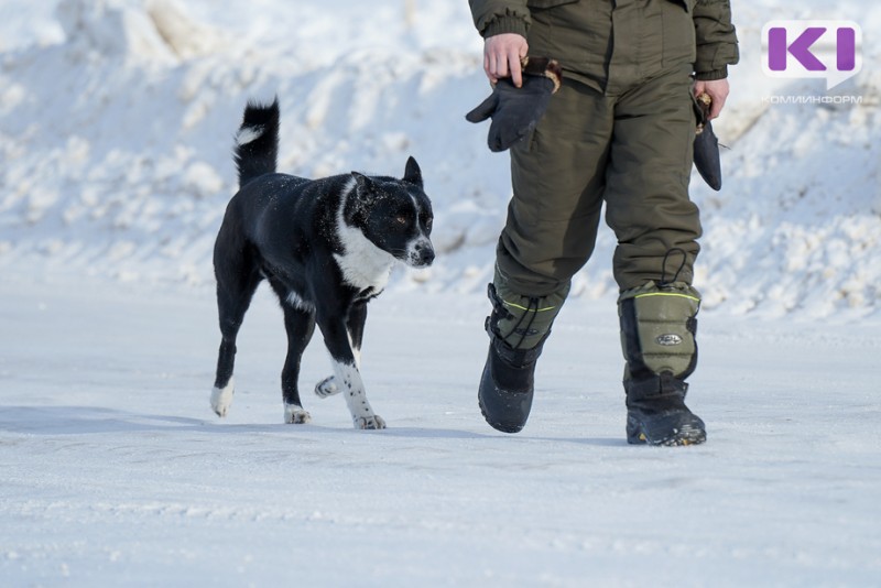 В Сыктывкаре дюжина бездомных собак нашла новых хозяев во время морозов