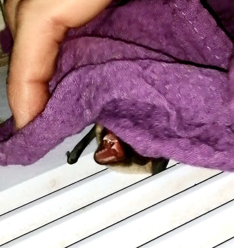 Летучая мышь нашла себе убежище на Печорской ГРЭС