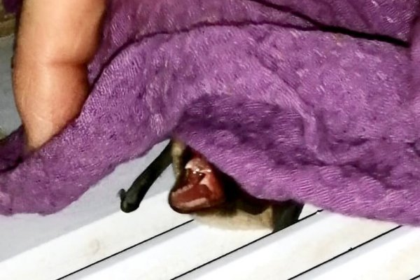Летучая мышь нашла себе убежище на Печорской ГРЭС