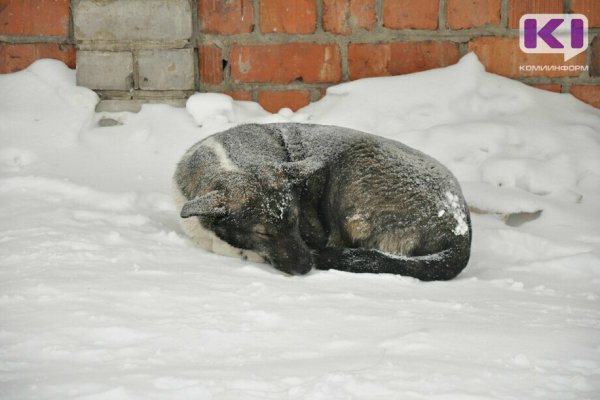 В Сосногорске волонтеры освободили собаку из капкана 