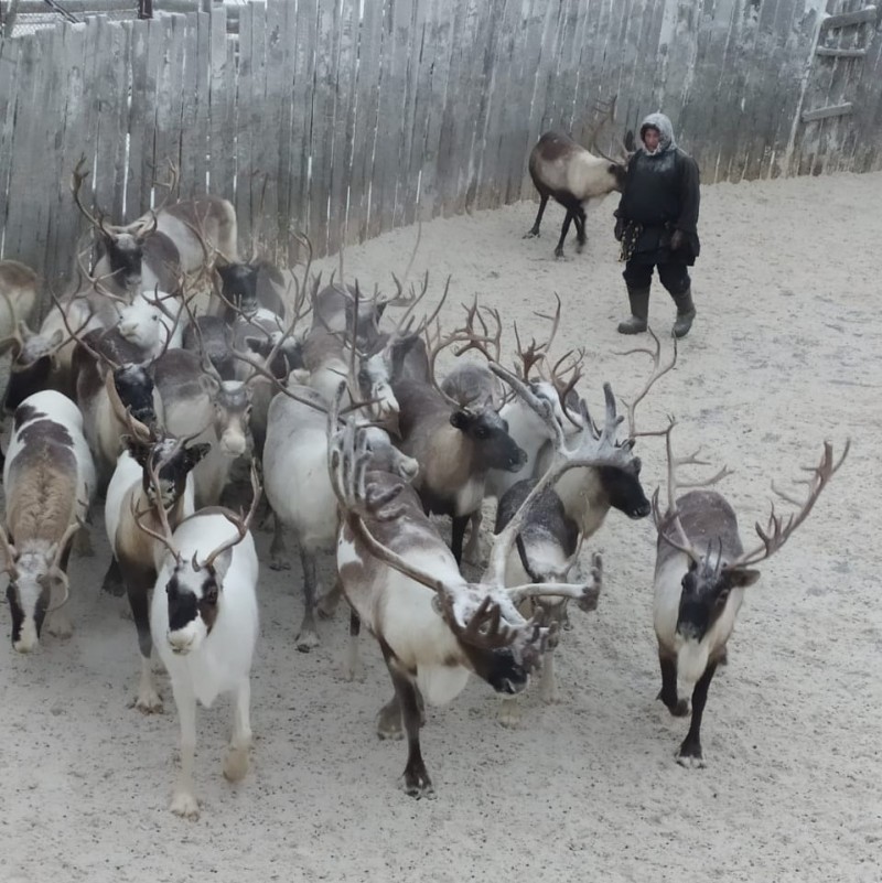 В Коми завершилась убойная кампания: на убой сдано более 15 тысяч голов оленей