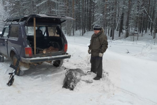 Усть-Кулом атакуют волки: в райцентре добыт шестой по счету хищник 