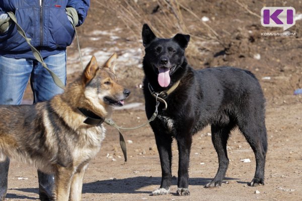 Отходы животных обяжут выкидывать в бумажных пакетах

