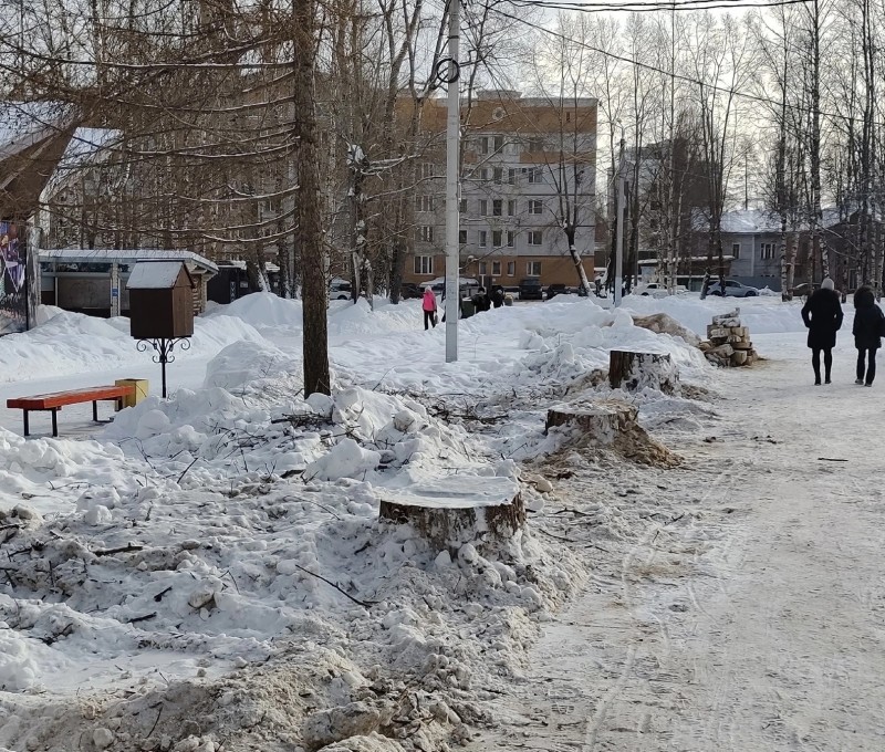 В Кировском парке Сыктывкара вырубили 60-летние тополя