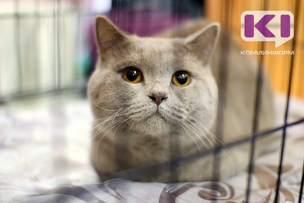 Выставку кошек в Сыктывкаре организовало предприятие, не имеющее лицензии