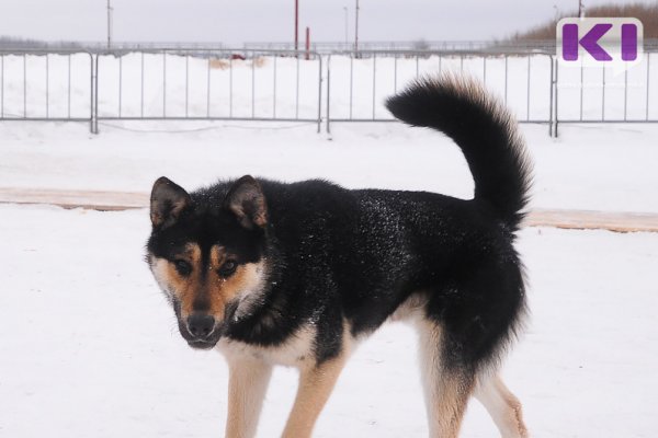 В МВД сообщили о росте числа случаев жестокого обращения с животными


