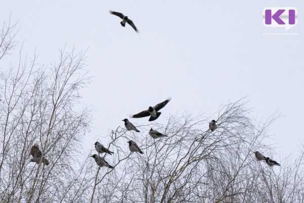 В Сыктывкаре многократно увеличилось количество серых ворон